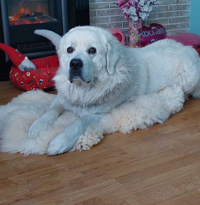 Polski Owczarek Podhalański Szczeniak o mocnej budowie