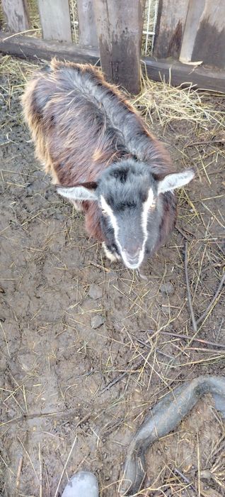 Продам коз Зоонинские
