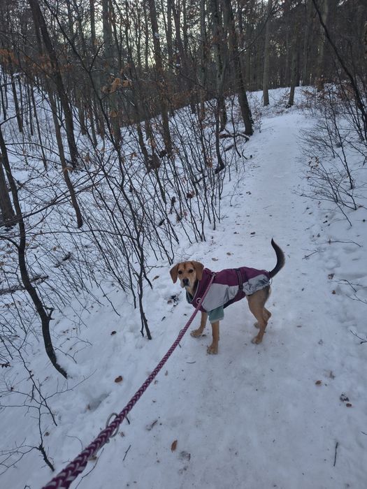 Oddam suczkę 50% beagle