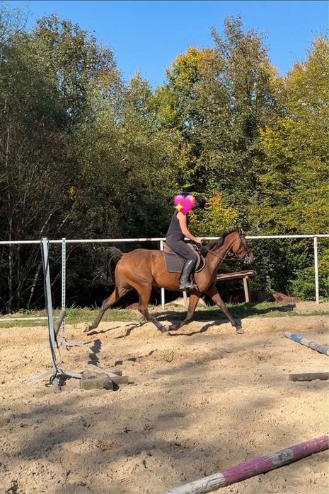 Klacz 4 lata, 160 cm sprzedam/zamienie