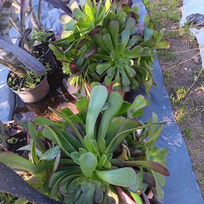 Plantas para jardins