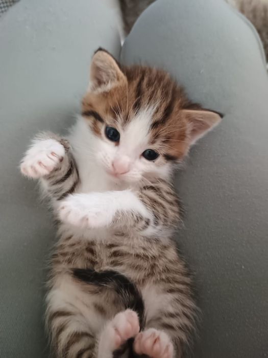 Кошенята .віслоуха дівчинка і три хлопця