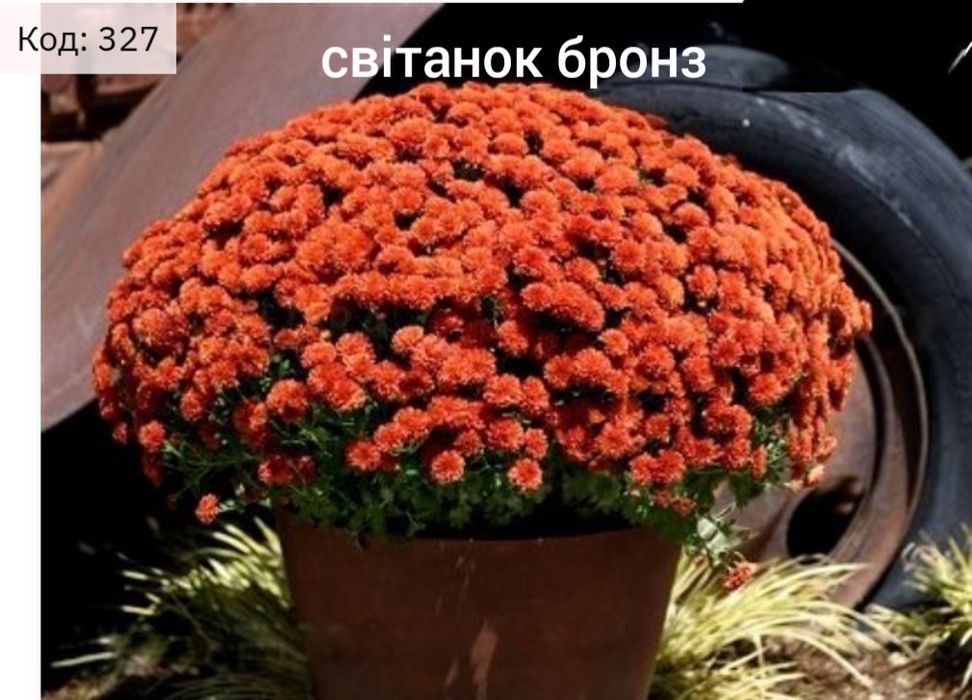 хризантема мультифлора