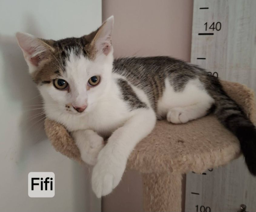 Kocurek 5 miesięczny do adopcji