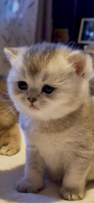 British  Shorthair  silver and golden
