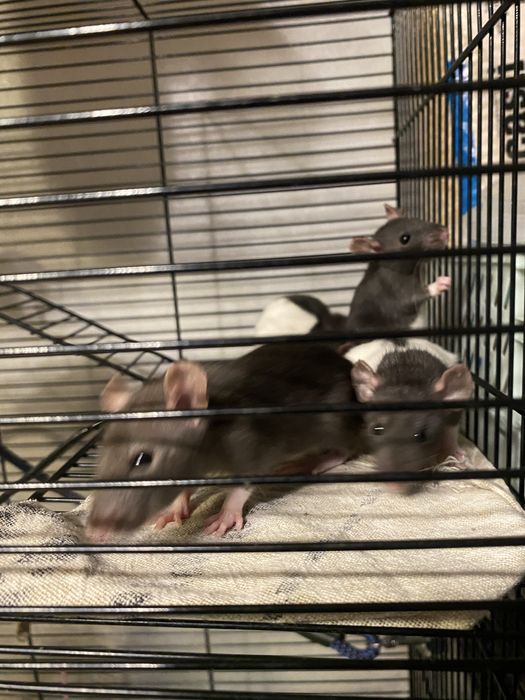 Małe szczurki (nie na pokarm)