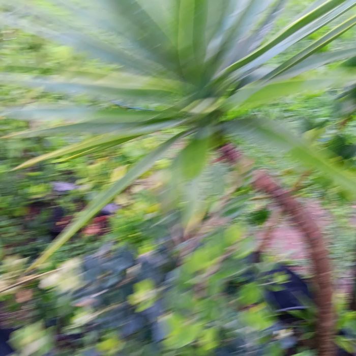 Plantas para jardins