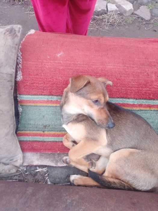 Отдам собаку в хорошие руки!