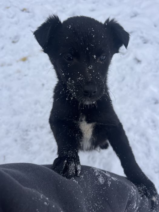 ПЕСИКИ в пошуку чудових господарів (м. Надвірна)