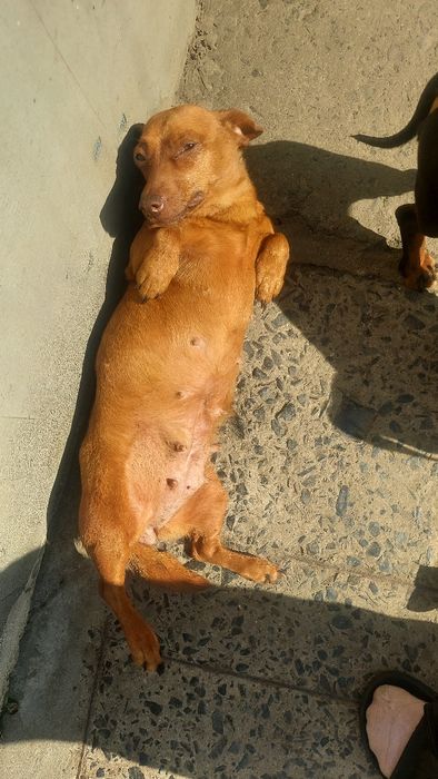 Такси чистокровні