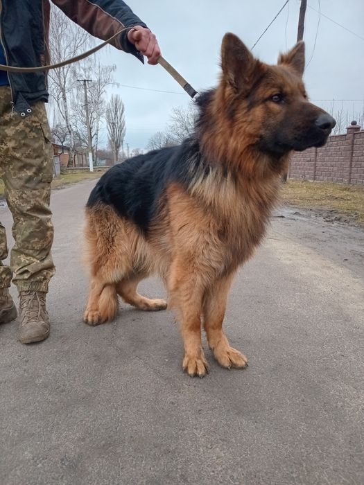 Вязка німецька вівчарка