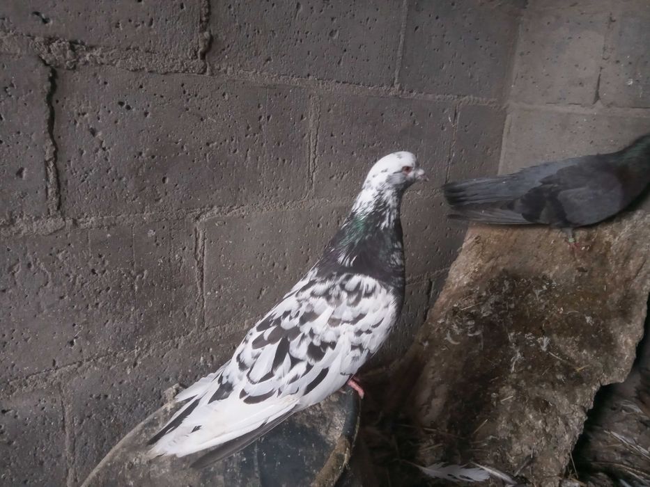 Sprzedam olbrzymy rzymskie gołębie