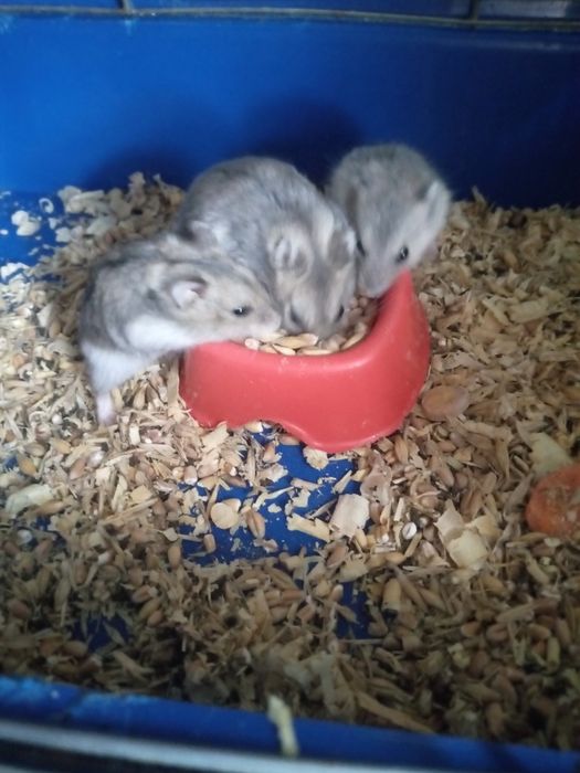 Хомячки Кременчуг