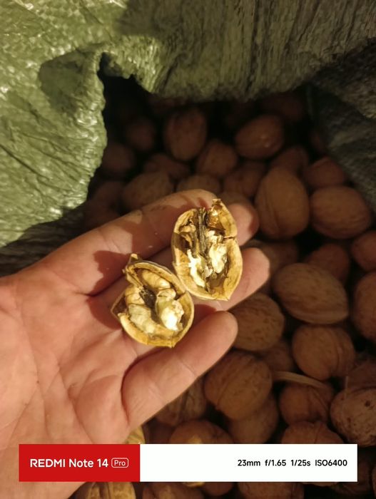 продам грецкий орех 40грн
