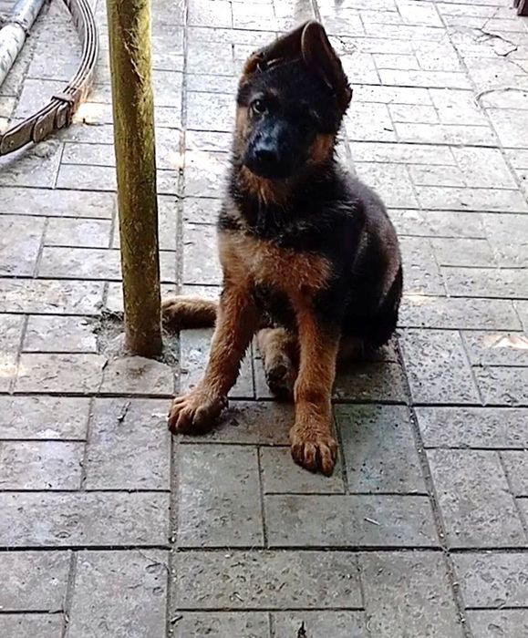 Шикарные щенки с прекрасной родословной.