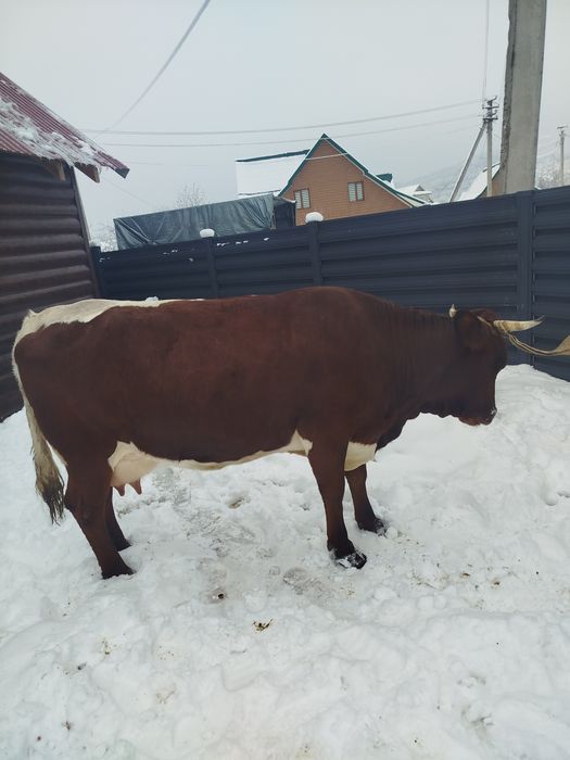 Продам корову після телятка молочну пануся