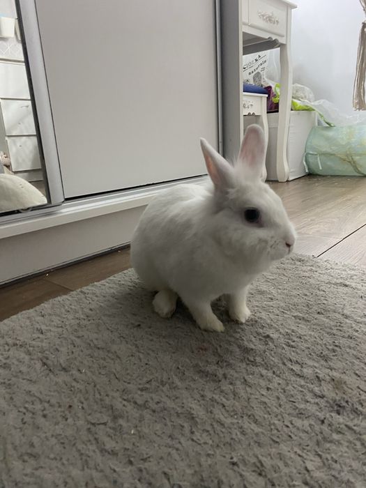 Oddam królika miniatórkę.