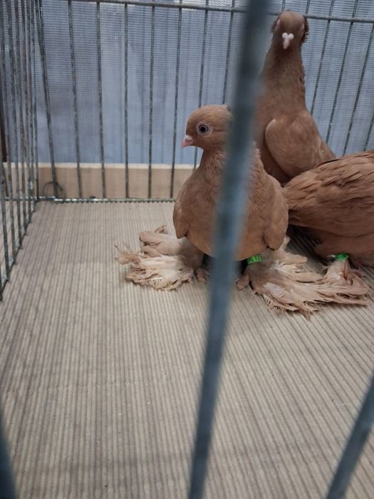 Wywrotki wschodniopruskie