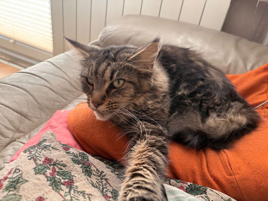 Oddam kotkę Maine Coon