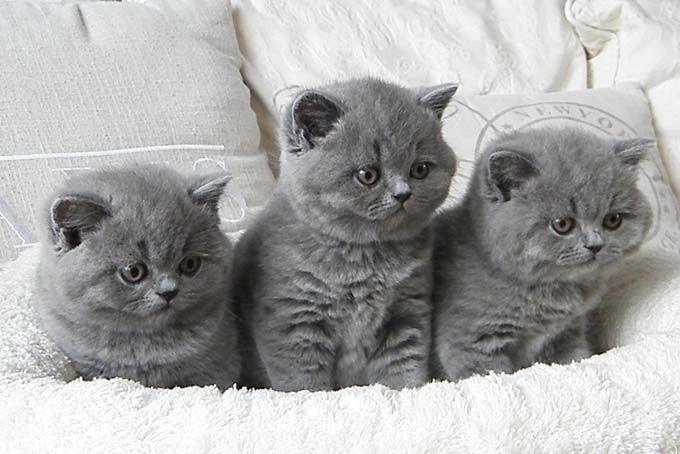 Шоу класса котята