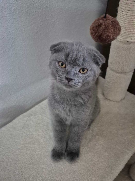 Gatinho Scotish Fold