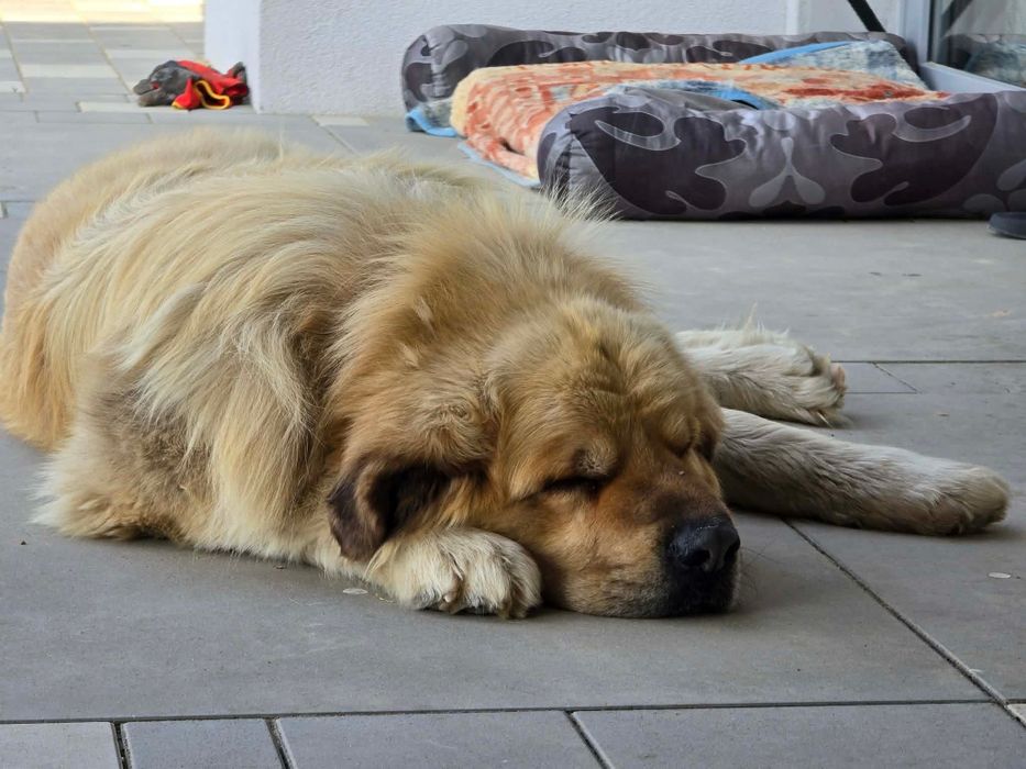 Kaukaz mieszaniec   do adopcji