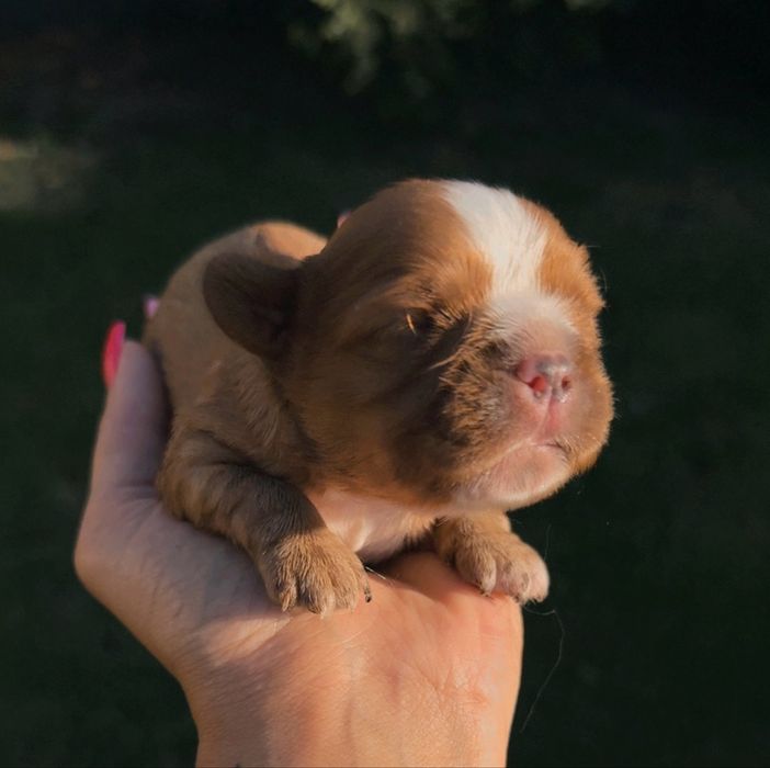 Cavalier king spaniel szczeniaczki do rezerwacji