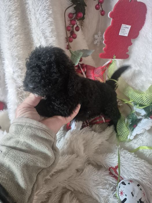 Poodle Toy  Macho Criadora Registada PT 3088 FL