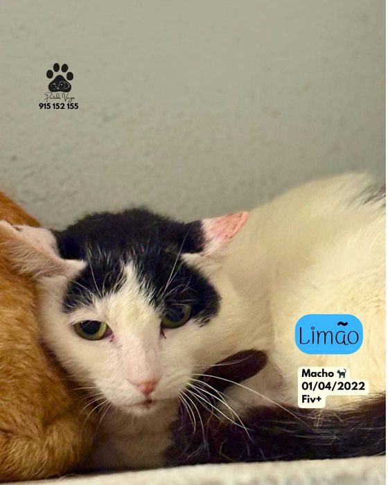 Gato para adoçao(Limao)
