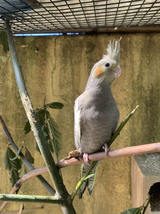 Vendo  caturras adultas e bebes