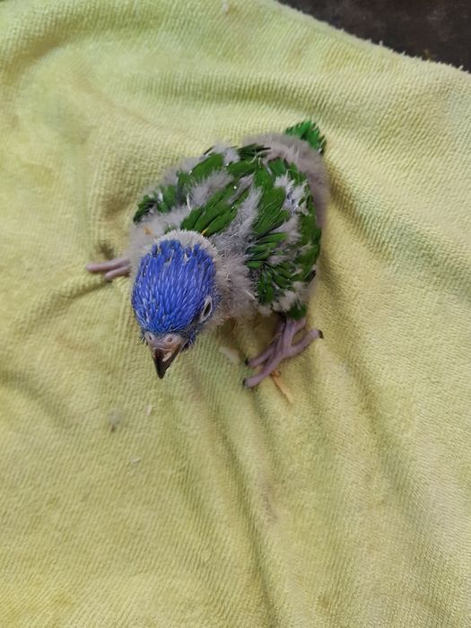 Loris Molucanos  para acabar de criar a mão