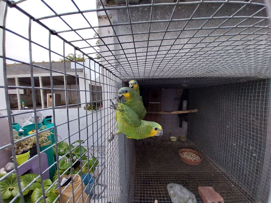 Amazona Amazónica