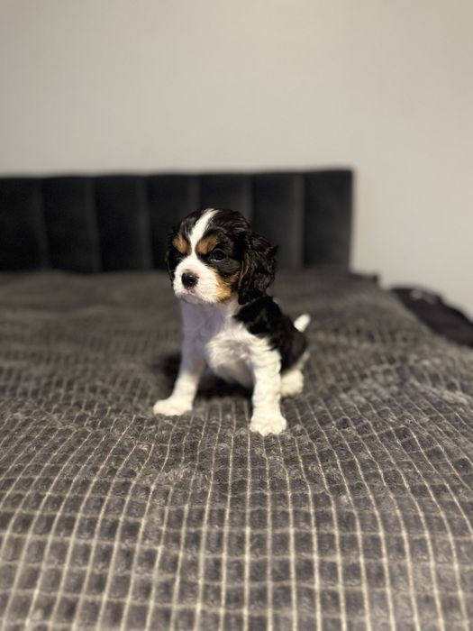 Cavalier king charles spaniel