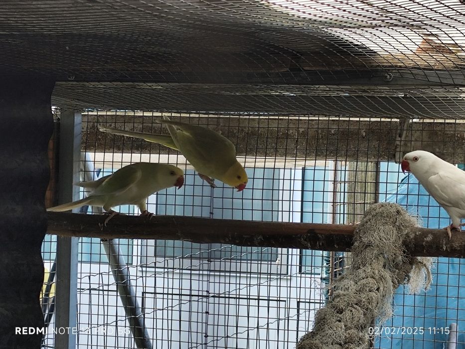 4 ringnecks para cedência três fêmeas e 1 macho.