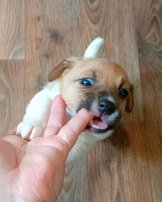 Привитые щенки Джек Рассел терьер.