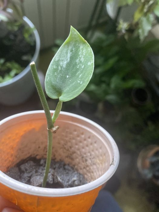 Аглонема, пеперомия, камнеломка, традесканция, пеларгонія, ледебурия,