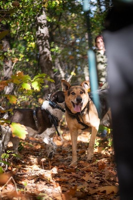 Adoptuj Kubusia, to jest ostatnia szansa