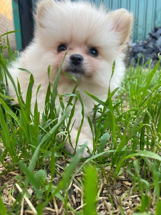 Продам щенков шпица