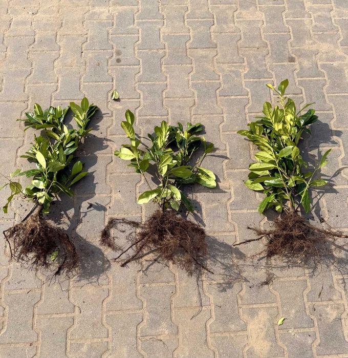 --> LAUROWIŚNIA - idealna na żywopłot - OKAZJA!