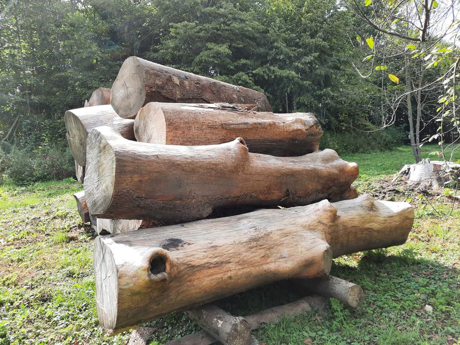 Drzewo Jesion kłody