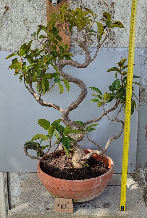 PROMOÇÃO Pré Bonsai ou árvores em vaso