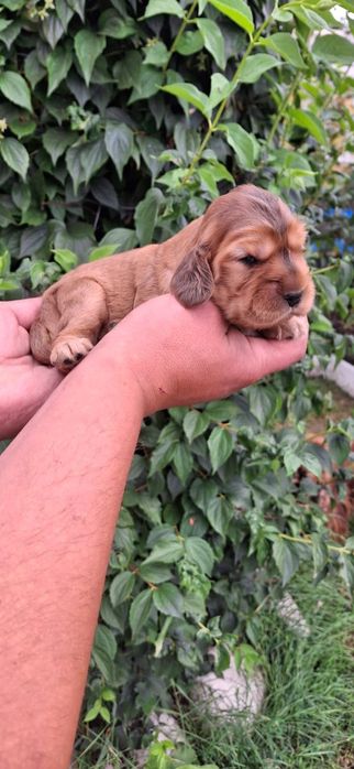 Cocker Spaniel Angielski