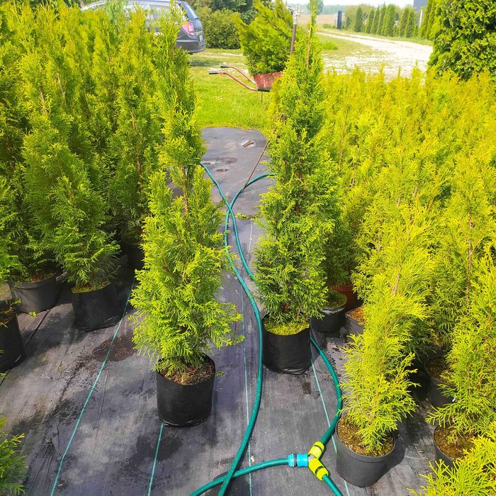 tuja szmaragd 70-80 cm