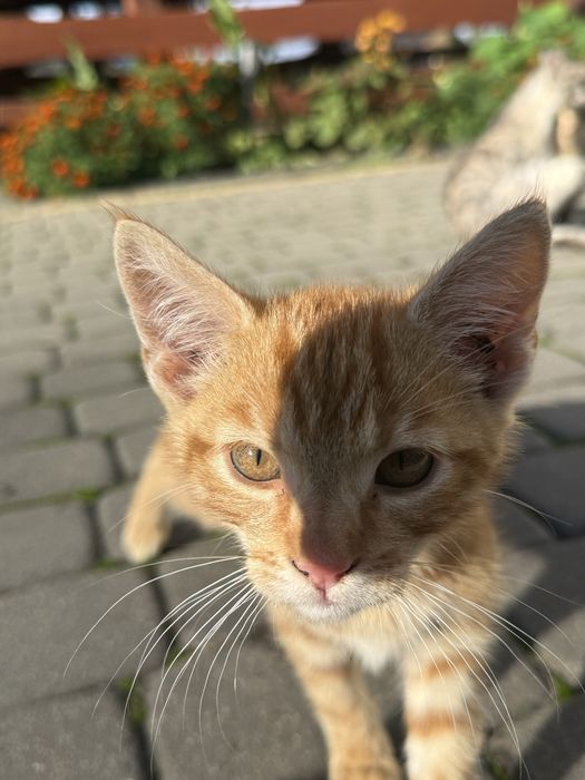 Kotki do adopcji
