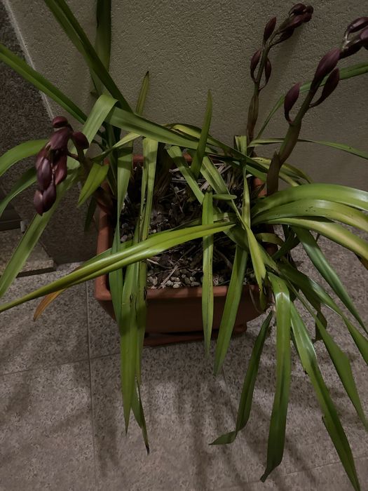 Vasos Orquídeas Várias Cores