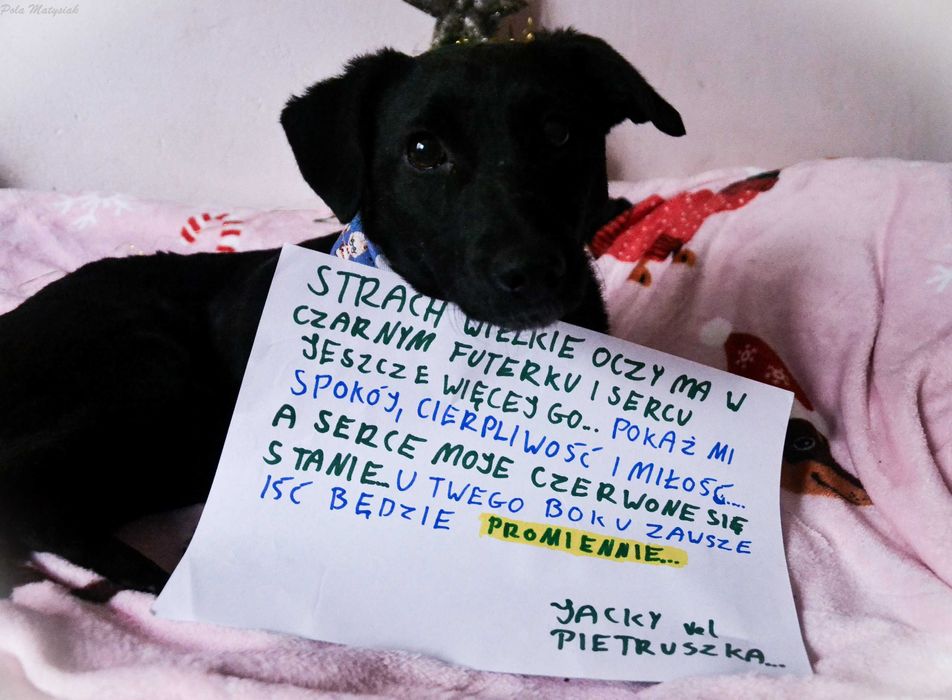 Jacky vel Pietruszka szuka domu