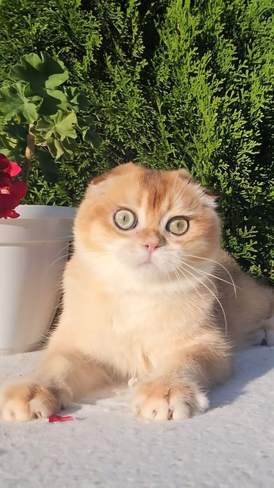 Шотландське кошеня золота шиншила