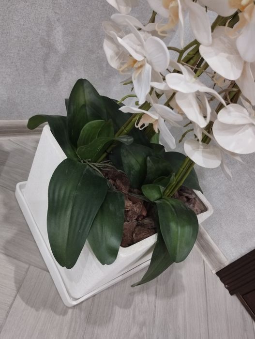 Орхідея декоративна