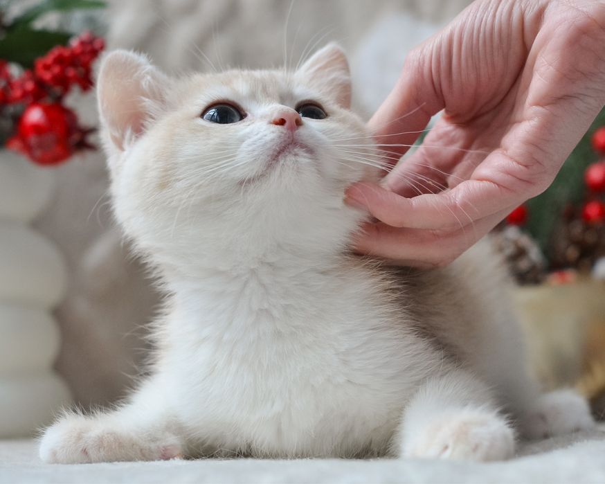 Котик блакитне золото