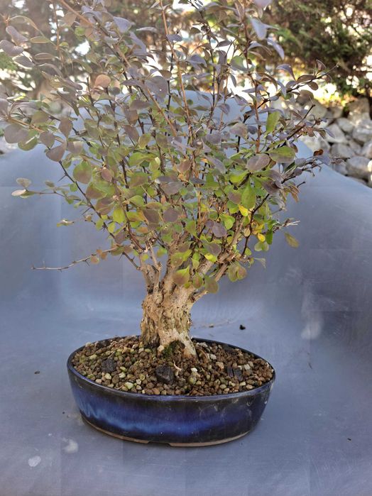 Bonsai Berberis Thunbergii